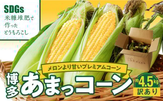 【ふくおかエコ農産物認証】【訳あり】農家直送!SDGs米糠堆肥で作った博多あまっコーンご家庭用カット品 4.5キロ以上(12〜20本)【2026年6月より順次出荷】_【ふくおかエコ農産物認証】農