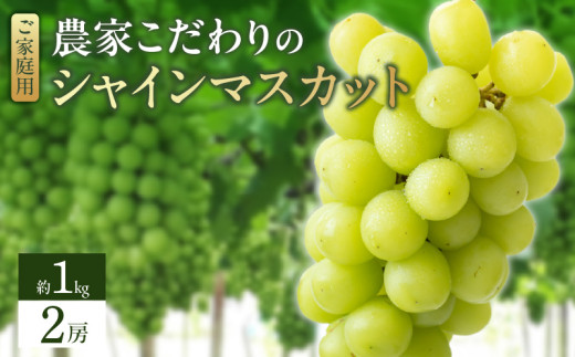 【2026年8月より順次発送】シャインマスカット(2房:約1kg)_シャインマスカット 2房 約1kg 九州 温暖 気候 活かす 農家 こだわり ご家庭用 先行受付 皮ごと食べられる 上品 甘さ フルーツ 果