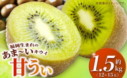 甘うぃ1.5kg箱_甘い キウイ 甘うぃ キウイフルーツ 1.5kg 国産 甘みの強い 果実 黄色味 福岡 オリジナル品種 濃厚 まろやか 高糖度 フルーツ 果物 ヨーグルト スムージー ジュース デザート 福