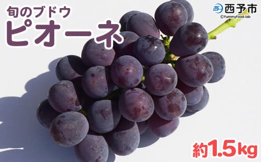 予約受付<旬のブドウ「ピオーネ」約1.5kg> 果物 フルーツ ぶどう 葡萄 甘い おいしい 期間限定 季節限定 食べて応援 特産品 愛媛県 西予市【冷蔵】『2025年8月中旬〜9月上旬迄に順次出荷予
