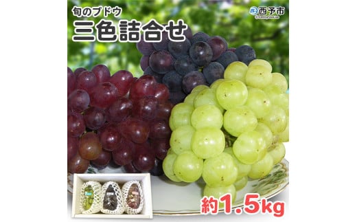 予約受付<旬のブドウ 三色詰合せ 約1.5kg> 果物 フルーツ ぶどう 葡萄 3種類 セット 詰め合わせ つめあわせ 食べ比べ お楽しみ 期間限定 季節限定 食べて応援 特産品 愛媛県 西予市【冷蔵】