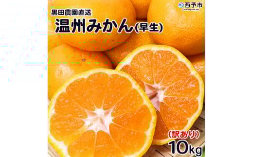<訳あり 温州みかん 約10kg(サイズ不揃い)早生 黒田農園直送> 果物 柑橘 フルーツ 家庭用 自宅用 おすそ分け 食べて応援 特産品 西宇和 愛媛県 西予市【常温】『2025年11月中旬〜12月下旬