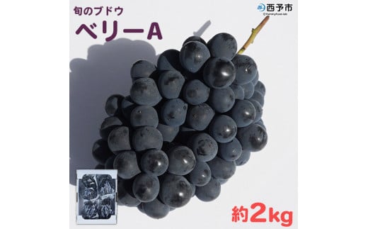 予約受付<旬のブドウ「ベリーA」約2kg> 果物 フルーツ ぶどう 葡萄 甘い おいしい 期間限定 季節限定 食べて応援 特産品 愛媛県 西予市【冷蔵】愛媛県西予市8000果物・フルーツマスカット