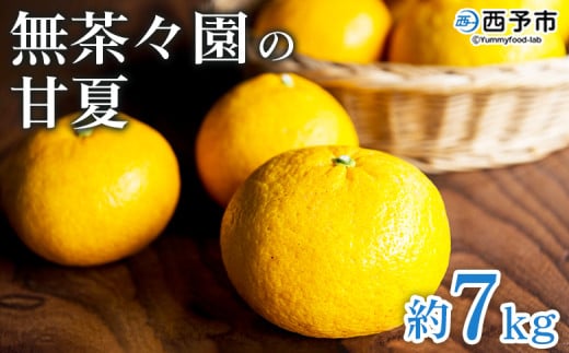 <無茶々園の甘夏 約7kg> 果物 あまなつ みかん ミカン 蜜柑 柑橘 フルーツ 期間限定 季節限定 食べて応援 特産品 愛媛県 西予市 【常温】愛媛県西予市13000果物・フルーツみかん・柑橘類