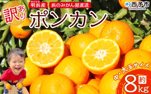 <訳あり ポンカン 約8kg> 大きい 大玉 中玉 食べやすい ぽんかん 家庭用 果物 フルーツ おいしい 甘い 柑橘類 明浜産 あけはま ご自宅用 浜のみかん屋 愛媛県 西予市【常温】『2026年1月下旬