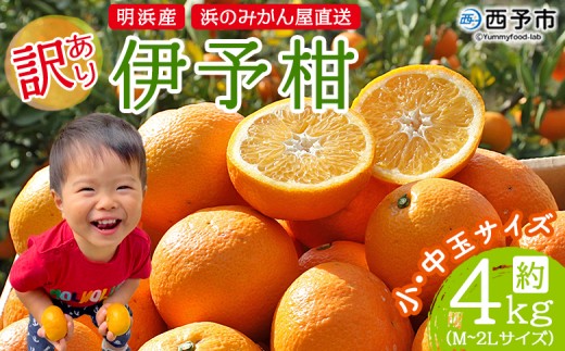 <訳あり 伊予柑 約4kg 浜のみかん屋 直送> 小 中玉 M〜2L ワケアリ イヨカン いよかん 家庭用 果物 フルーツ おいしい 甘い 柑橘類 明浜産 ご自宅用 特産品 愛媛県 西予市【常温】『2026年1月