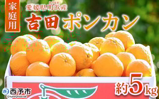 <愛媛県明浜産 吉田ポンカン 家庭用 約5kg> 果物 くだもの フルーツ みかん ミカン 柑橘 吉田ぽんかん よしだぽんかん ヨシダポンカン 訳あり ご自宅用 特産品 愛媛県 西予市【常温】愛媛
