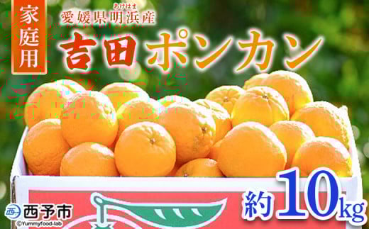 QlY gc|J ƒp 10kg ʕ  t[c ݂ ~J k gcۂ񂩂 悵ۂ񂩂 V_|J 󂠂 p Yi Q \sy퉷zQ