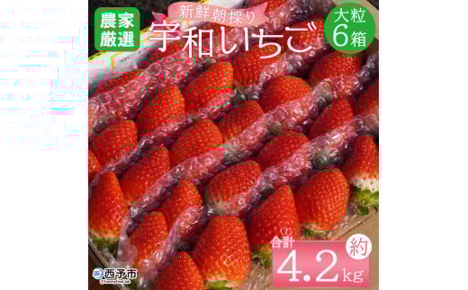 <農家厳選 新鮮朝採り宇和いちご 大粒 6箱(約4.2kg)>イチゴ 苺 果物 フルーツ くだもの ストロベリー かおりの かおり野  直送 かんちゃん農園 愛媛県 西予市【冷蔵】『2026年2月下旬〜5月