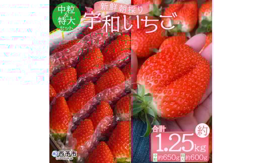<農家厳選 新鮮朝採り 宇和いちご 中粒&特大セット(各1箱 合計約1.25kg)>イチゴ 苺 果物 フルーツ くだもの ストロベリー かおりの かおり野 直送 かんちゃん農園 愛媛県 西予市【冷蔵