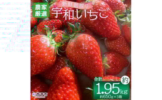 <農家厳選 新鮮朝採り宇和いちご(約650g×3箱)> イチゴ 苺 果物 フルーツ くだもの ストロベリー かおりの かおり野 直送 かんちゃん農園 愛媛県 西予市【冷蔵】『2026年2月下旬〜5月末迄