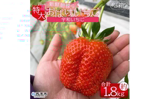 <農家厳選 新鮮朝採り 宇和いちご 特大サイズ おばけいちご 3箱(約1.8kg)> イチゴ 大粒 果物 苺 ストロベリー 産地直送 旬 期間限定 数量限定 かんちゃん農園 愛媛県 西予市 【冷蔵】『2026年