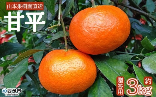 <甘平 約3kg 贈答用> 果物 オレンジ フルーツ かんぺい カンペイ 柑橘類 みかん ミカン 蜜柑 ポンカン 西之香 ギフト 贈り物 プレゼント 食べて応援 特産品 山本果樹園 西宇和 愛媛県 西予