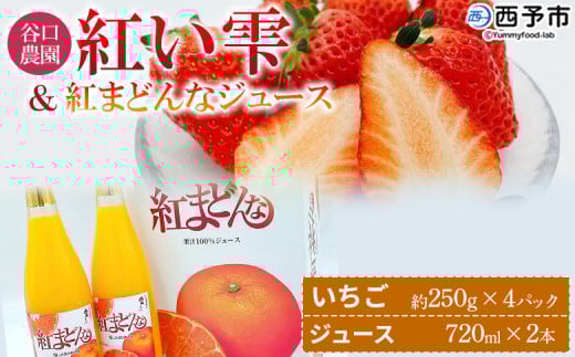 <谷口農園のいちご「紅い雫」約1kg(約250g×4パック)&紅まどんなジュース720ml×2本セット>イチゴ 果物 フルーツ 紅マドンナ ストレートジュース 果汁100% フジ・アグリフーズ 愛媛県 西予