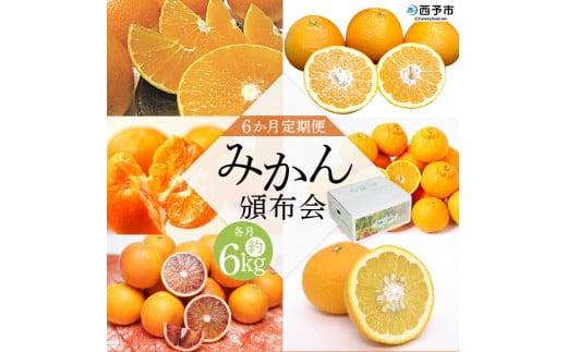 <6か月定期便 みかん頒布会 3種×約2kg> 果物 フルーツ みかん ミカン 柑橘 柿 オレンジ まどんな ブラッドオレンジ なつみ はるか ネーブル ポンカン 甘夏 食べて応援 特産品 愛媛県 西予市