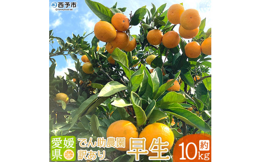 でん助農園の温州みかん(早生) 訳あり 10kg愛媛県西予市10000果物・フルーツみかん・柑橘類