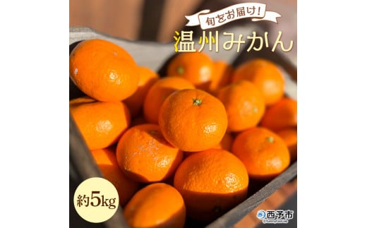 <旬をお届け!温州みかん 約5kg> 数量限定 ミカン 蜜柑 果物 柑橘類 果実 オレンジ フルーツ 早生 20号 手軽 特産品 国産 明浜産 二ノ宮商事株式会社 愛媛県 西予市【常温】愛媛県西予市1000