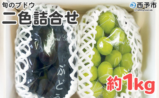 <旬のブドウ 西予市産 二色詰合せセット 約1kg> 果物 フルーツ ぶどう 葡萄 2種類 セット 詰め合わせ つめあわせ 食べ比べ お楽しみ 期間限定 季節限定 食べて応援 特産品 愛媛県 西予市【