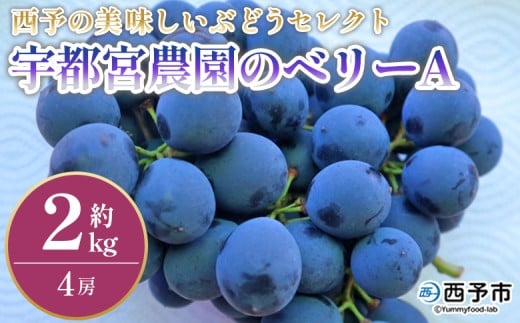 <西予の美味しいぶどう セレクトセット/ベリーA 約2kg(宇都宮農園)> 果物 くだもの フルーツ ぶどう 葡萄 ブドウ セット 野菜ソムリエ 食べて応援 特産品 産地直送 西予ぶどう倶楽部