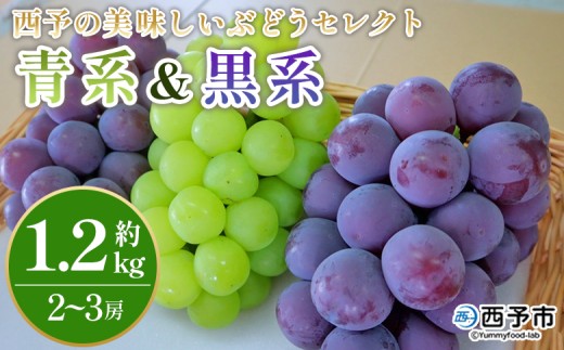 <西予の美味しいぶどう セレクトセット/青系&黒系 約1.2kg> 果物 くだもの フルーツ ぶどう 葡萄 ブドウ セット 詰め合わせ つめあわせ 食べ比べ お楽しみ おまかせ 野菜ソムリエ 食べて