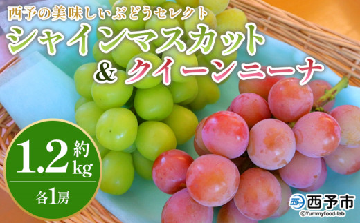 <西予の美味しいぶどう セレクトセット/シャインマスカット&クイーンニーナ 約1.2kg> 果物 くだもの フルーツ ぶどう 葡萄 ブドウ セット 食べ比べ 野菜ソムリエ 食べて応援 特産品 産
