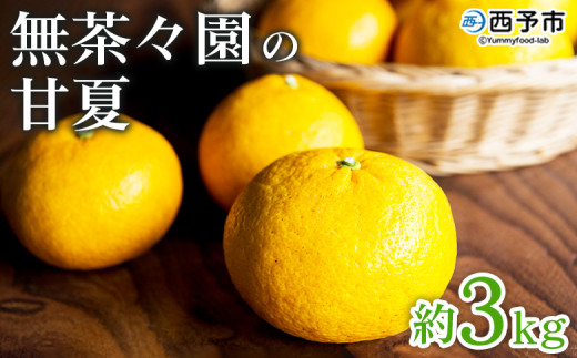 <無茶々園の甘夏 約3kg> 果物 あまなつ みかん ミカン 蜜柑 柑橘 フルーツ 期間限定 季節限定 食べて応援 特産品 愛媛県 西予市 【常温】愛媛県西予市6000果物・フルーツみかん・柑橘類