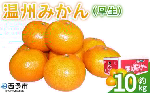 <温州みかん(早生)約10kg> 果物 フルーツ みかん ミカン 蜜柑 オレンジ 柑橘 うんしゅうみかん ウンシュウミカン わせ ワセ 食べて応援 特産品 JA えひめ南農業協同組合 愛媛県 西予市【