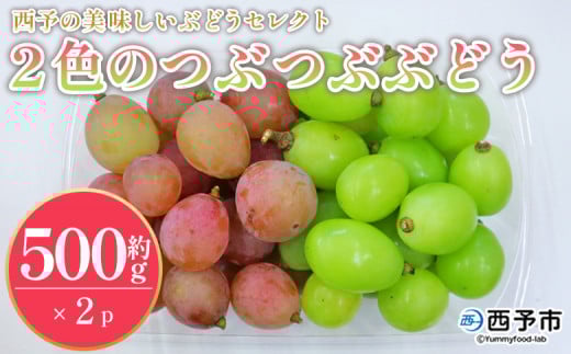 <西予の美味しいぶどうセレクトセット/2色のつぶつぶぶどう500g×2p> 果物 くだもの フルーツ ぶどう 葡萄 ブドウ セット 食べ比べ 野菜ソムリエ 食べて応援 特産品 産地直送 西予ぶどう