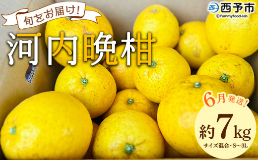 <《6月発送》旬をお届け!河内晩柑 約7kg> みかん ミカン 蜜柑 果物 柑橘類 果実 オレンジ フルーツ かわちばんかん カワチバンカン 15〜20個前後 特産品 国産 明浜産 二ノ宮商事 愛媛県 西