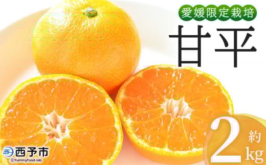 <おはこやがつくる 甘平 約2kg(L〜3Lサイズ)> 果物 フルーツ 柑橘 カンペイ みかん ミカン 蜜柑 特産品 西宇和 愛媛県 西予市 【常温】愛媛県西予市8000果物・フルーツみかん・柑橘類