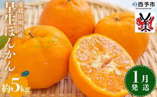 <愛媛明浜産 早生ぽんかん 約5kg 1月発送> 果物 フルーツ みかん ミカン 蜜柑 柑橘 ポンカン 早生 生産量全国1位 おいしい 特産品 渡江から一歩を踏み出す会 愛媛県 西予市 【常温】愛媛県