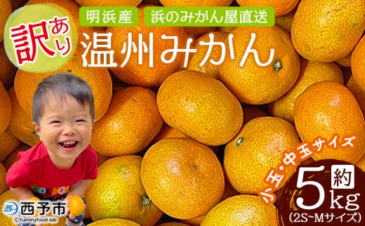 <訳あり 温州みかん 約5kg> 小玉 中玉 明浜産 果物 フルーツ 蜜柑 うんしゅうみかん ウンシュウミカン 柑橘 家庭用 浜のみかん屋 直送 愛媛県 西予市【常温】『2025年11月上旬〜12月中旬迄に