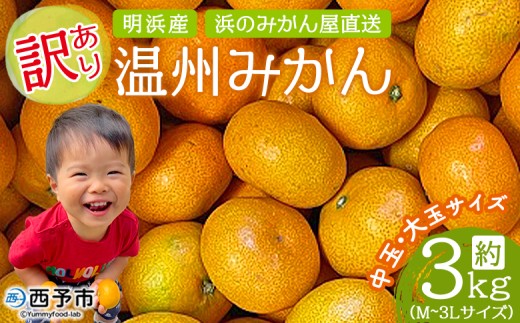 <訳あり 温州みかん 約3kg> 中玉 大玉 明浜産 果物 フルーツ 蜜柑 うんしゅうみかん ウンシュウミカン 柑橘 家庭用 浜のみかん屋 直送 愛媛県 西予市【常温】『2025年11月上旬〜12月中旬迄に