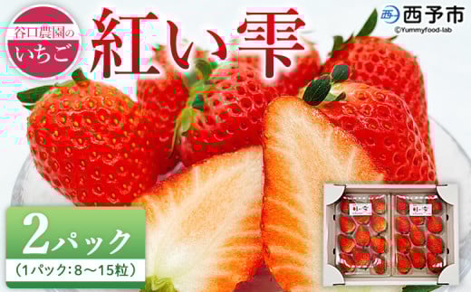2025年発送<谷口農園のいちご「紅い雫」約500g(約250g×2パック)西予市 宇和町産> イチゴ 果物 フルーツ ストロベリー ジューシー 特産品 株式会社フジ・アグリフーズ 愛媛県 西予市【冷
