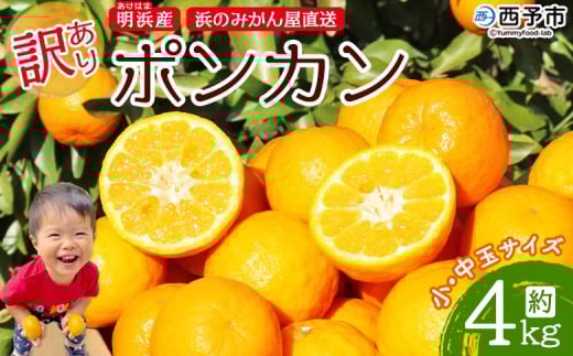 󂠂 |J 4kg    Hׂ₷ ۂ񂩂 ƒp ʕ t[c  Â k lY ͂ p l݂̂ Q \sy퉷zw2026N1{