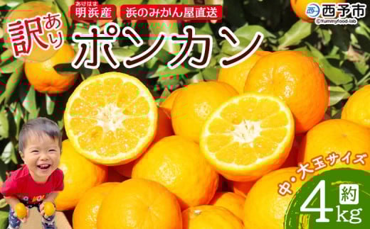 <訳あり ポンカン 約4kg> 大きい 大玉 中玉 食べやすい ぽんかん 家庭用 果物 フルーツ おいしい 甘い 柑橘類 明浜産 あけはま ご自宅用 浜のみかん屋 愛媛県 西予市【常温】『2026年1月下旬