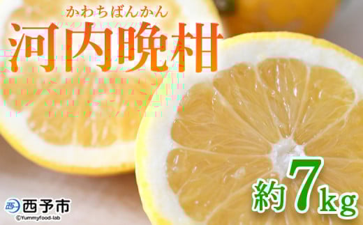 <河内晩柑 約7kg> 果物 くだもの みかん ミカン 柑橘 フルーツ かわちばんかん カワチバンカン ジューシーフルーツ 愛南ゴールド 御荘柑 国産 7キロ 特産品 産地直送 段畑みかん 愛媛県 西