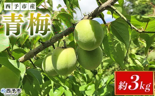 【内容量が選べる】<愛媛県西予市産 青梅 約3kg> うめ ウメ あおうめ アオウメ 梅干し 梅ジュース 梅ジャム 梅シロップ 梅酒 手作り 家庭用 ご自宅用 えひめ活き生きファーマーズ 愛媛県