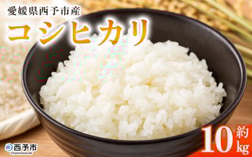 <愛媛県西予市産 コシヒカリ 10kg> 国産 愛媛県産 宇和町産 宇和米 こしひかり お米 米 コメ こめ 白米 精米 ご飯 新鮮 10kg 10キロ 選べる 特産品 大塚農園 愛媛県 西予市愛媛県西予市24000米