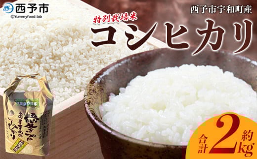 新米<令和7年産 西予市宇和町産 特別栽培米コシヒカリ 約2kg> お米 コメ こめ 白米 精米 単一原料米 ご飯 白飯 ごはん ライス 穀物 こしひかり コシヒカリ 特産品 愛媛県産 西予市産 宇和町