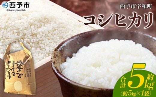 Vāߘa7NY \sFaY RVqJ 5kg  R    Pꌴ   ͂  RVqJ Ђ H Yi QY \sY FaY ODtN