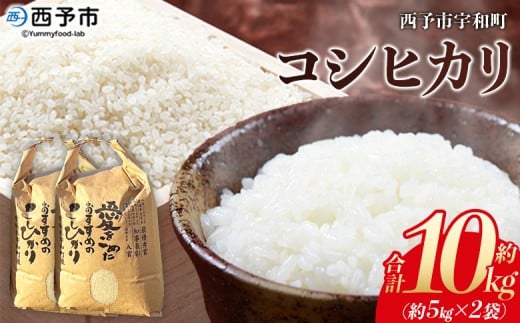 新米<令和7年産 西予市宇和町産 コシヒカリ 約10kg> お米 コメ こめ 白米 精米 単一原料米 ご飯 白飯 ごはん 穀物 コシヒカリ こしひかり 朝食 特産品 愛媛県産 西予市産 宇和町産 三好フク