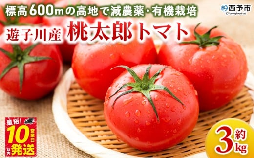 <標高600mの高地で減農薬・有機栽培の遊子川産 桃太郎トマト 約3kg> 国産 とまと 野菜 トマト 3キロ 西予市産 愛媛県産 産地直送 食べて応援 特産品 遊子川ザ・リコピンズ 愛媛県 西予市