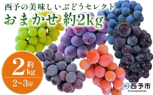<西予の美味しいぶどう セレクトセット/おまかせ 約2kg> 果物 くだもの フルーツ ぶどう 葡萄 ブドウ セット 詰め合わせ つめあわせ 食べ比べ お楽しみ おまかせ 野菜ソムリエ 食べて応