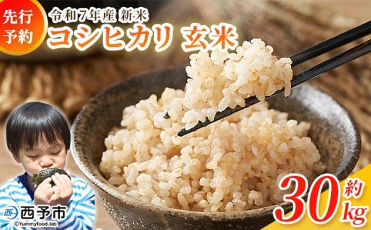 新米<令和7年産 コシヒカリ 玄米 30kg> 国産 R7 米 宇和米 げんまい お米 銘柄米 30キロ こしひかり 西予市産 宇和町産 産地直送 愛媛県産 ご飯 JAひがしうわ 東宇和農業協同組合 愛媛県 西予