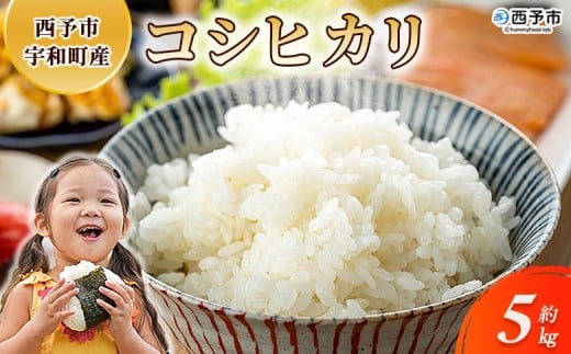 新米<令和7年産 コシヒカリ 約5kg 西予市宇和町産> 5キロ 白米 精米 こしひかり 米 お米 コメ こめ 宇和米 新米 うわまい ご飯 ごはん ライス  産地直送 天川農園 愛媛県 西予市【常温】『202
