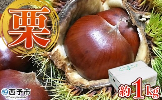 <完熟栗 約1kg(2Lまたは3Lサイズ)愛媛県西予市産> クリ くり 果物 フルーツ マロン モンブラン 栗ご飯 栗きんとん 栗の甘露煮 特産品 国産 秋の味覚 食べて応援 宇都宮物産 愛媛県 西予市