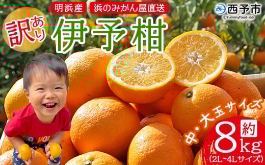 <訳あり 伊予柑 約8kg 浜のみかん屋 直送> 中 大玉 2L〜4L ワケアリ イヨカン いよかん 家庭用 果物 フルーツ おいしい 甘い 柑橘類 明浜産 ご自宅用 特産品 愛媛県 西予市【常温】『2026年1月