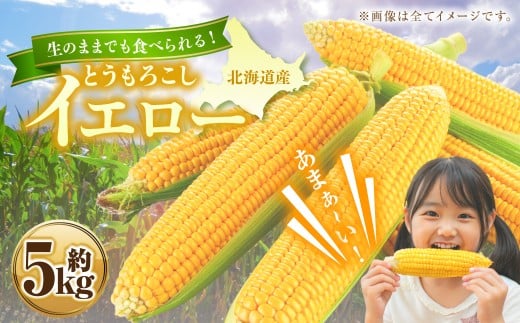 とうもろこし イエロー 約5kg  野菜 トウモロコシ コーン スイートコーン もろこし 甘い 北海道 浦臼町 【2026年8月上旬〜8月下旬迄順次発送予定】北海道浦臼町10000野菜・きのことうもろこし