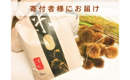 ◆【お米シェア】実生庵の近江米【四季風流】精米5kg×1袋 滋賀県高島市産コシヒカリ 生産者直売100%滋賀県高島市67000米・パン白米